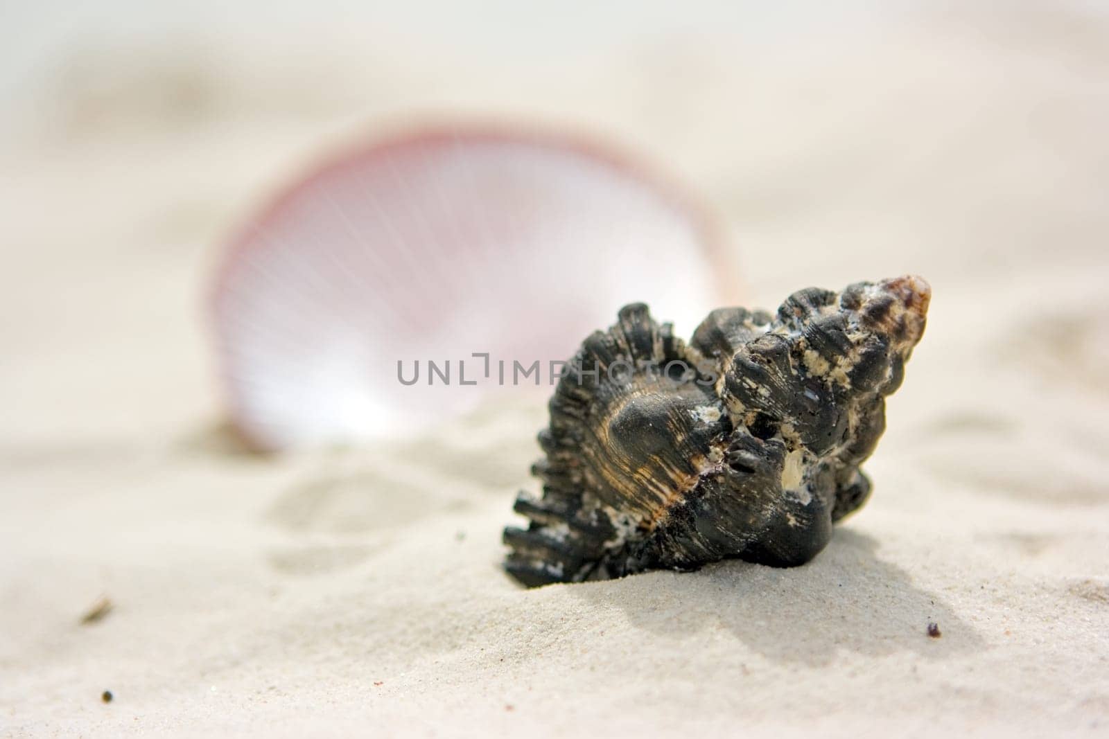 Shells on sand