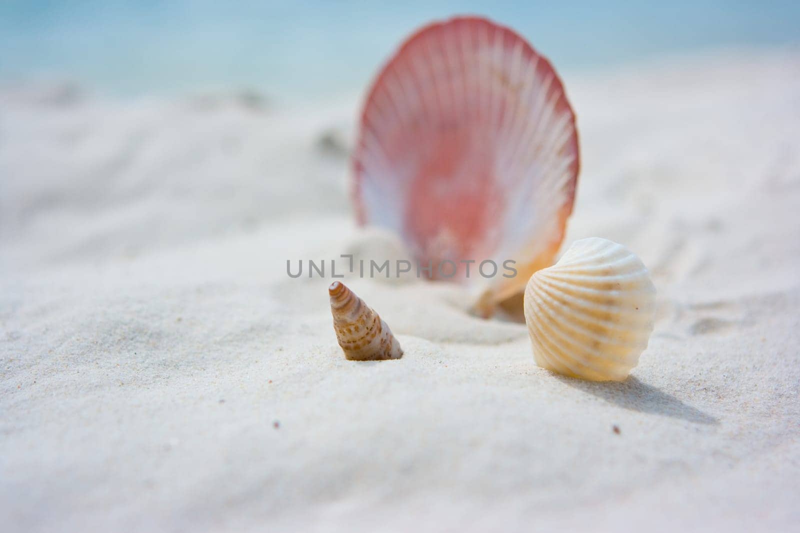 Three different shells on sand