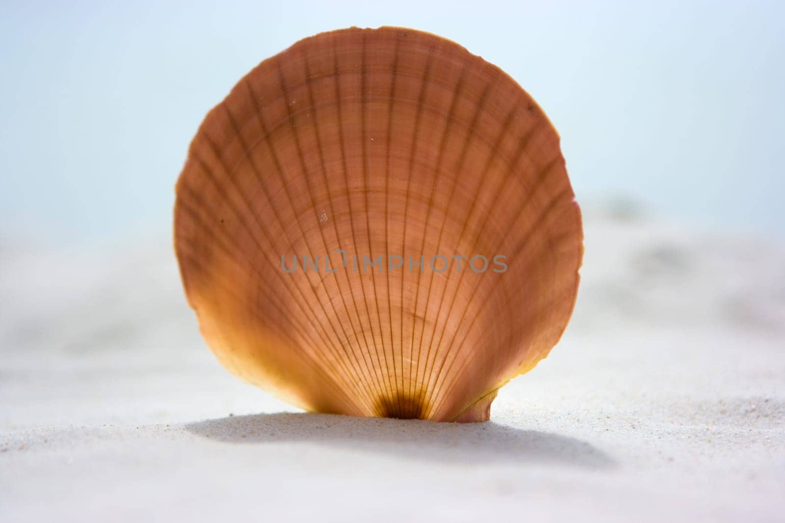Shell on sand