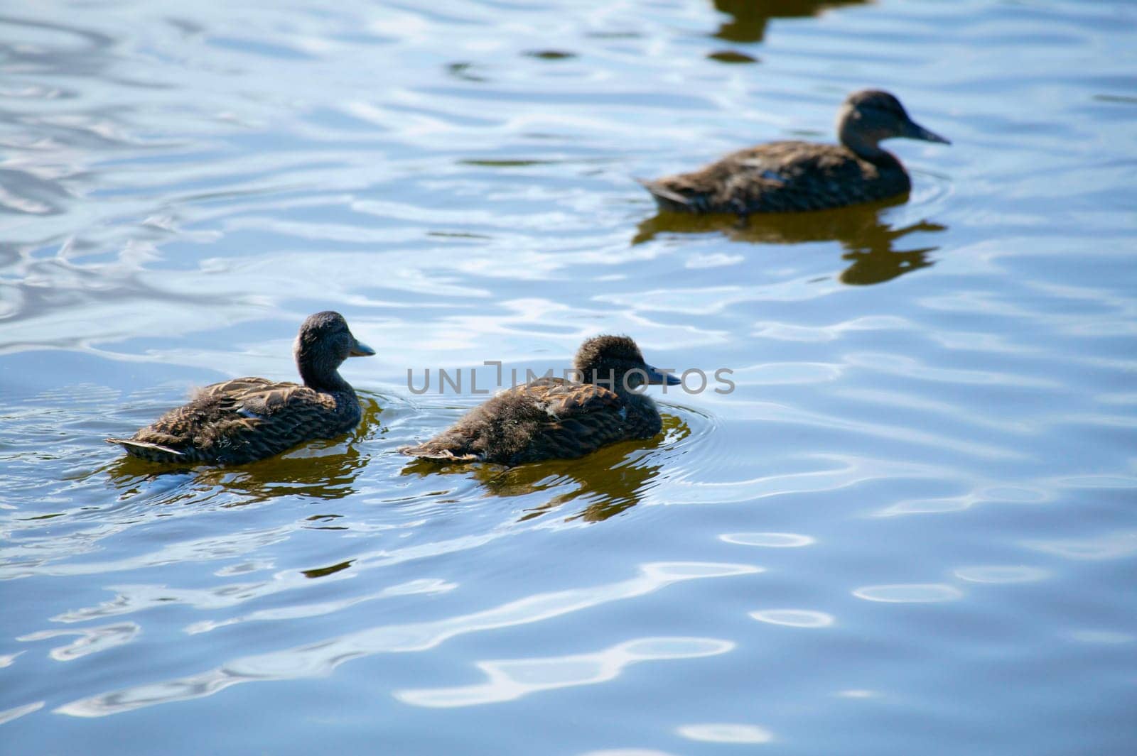 Ducks swim in a pond