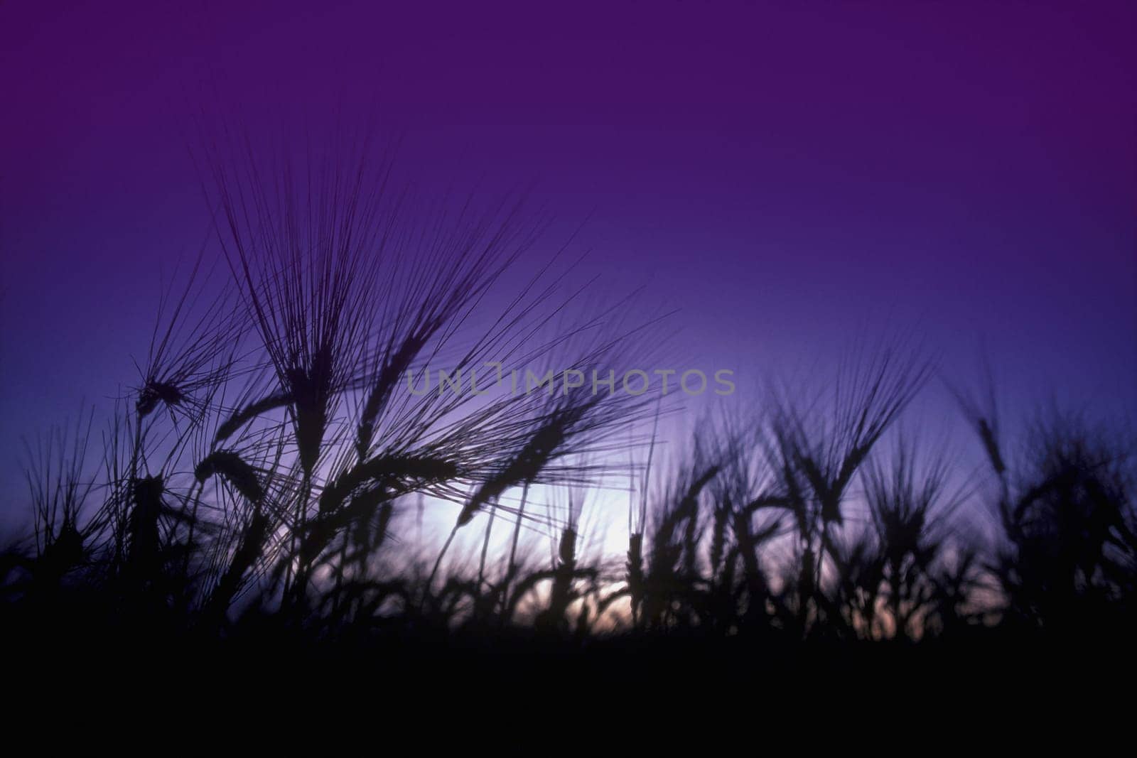 Field grass with sun and blue sky