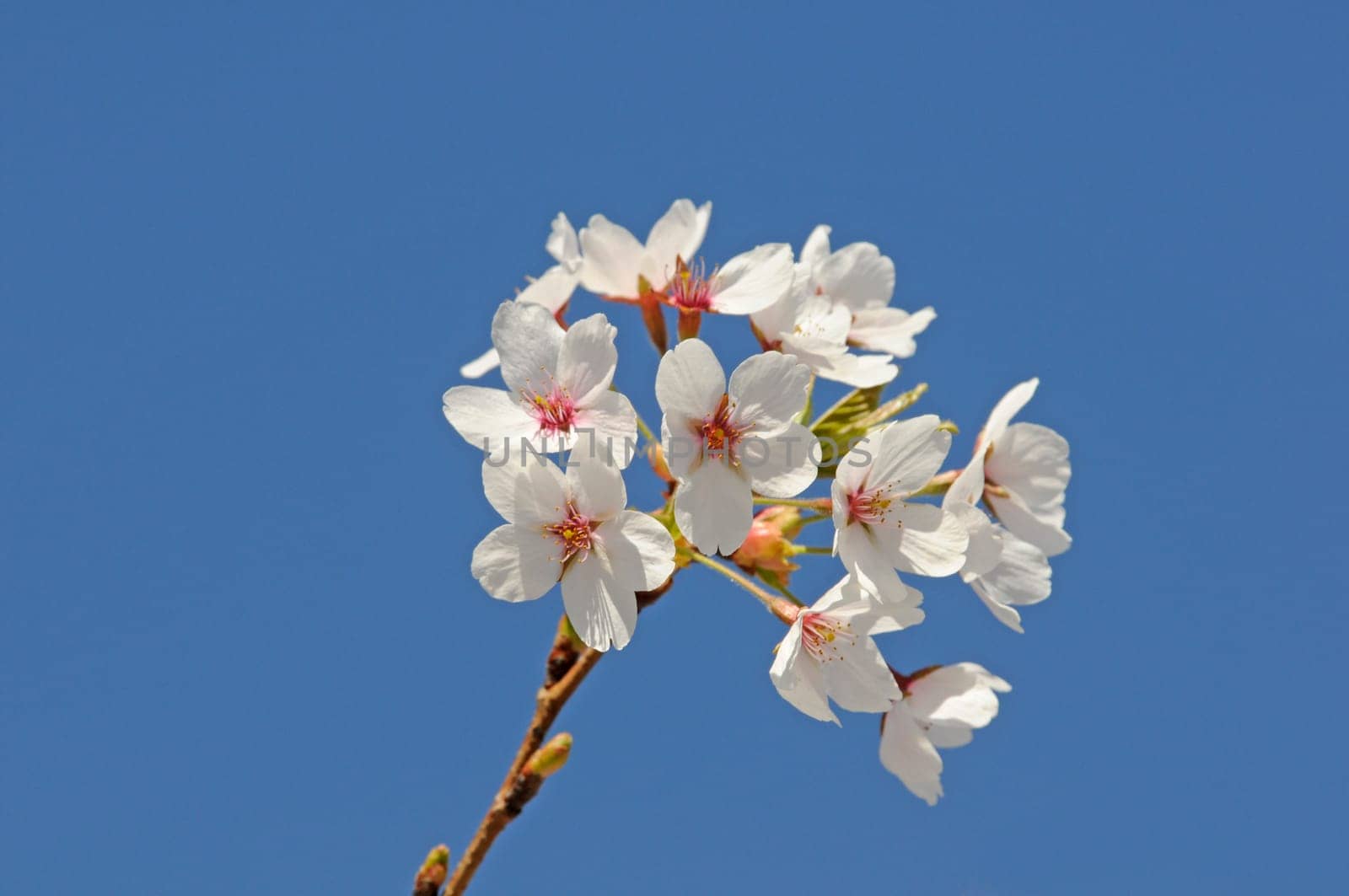 Flowers of the ornamental cherry