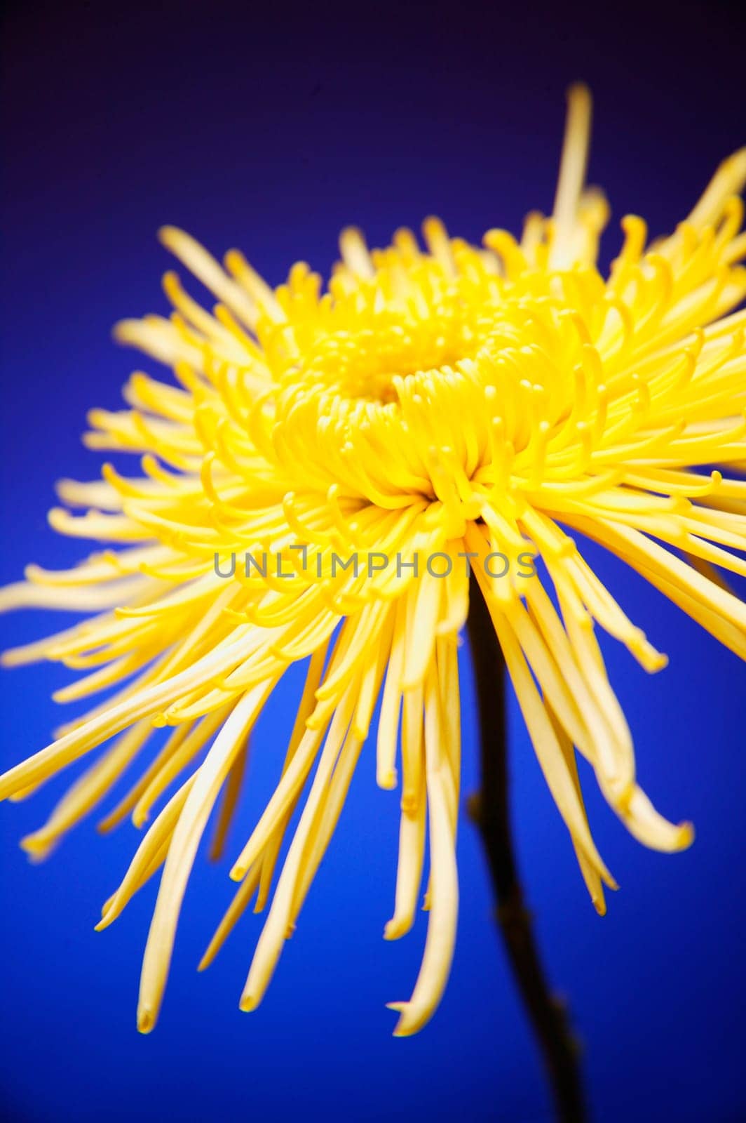 Bright yellow flower