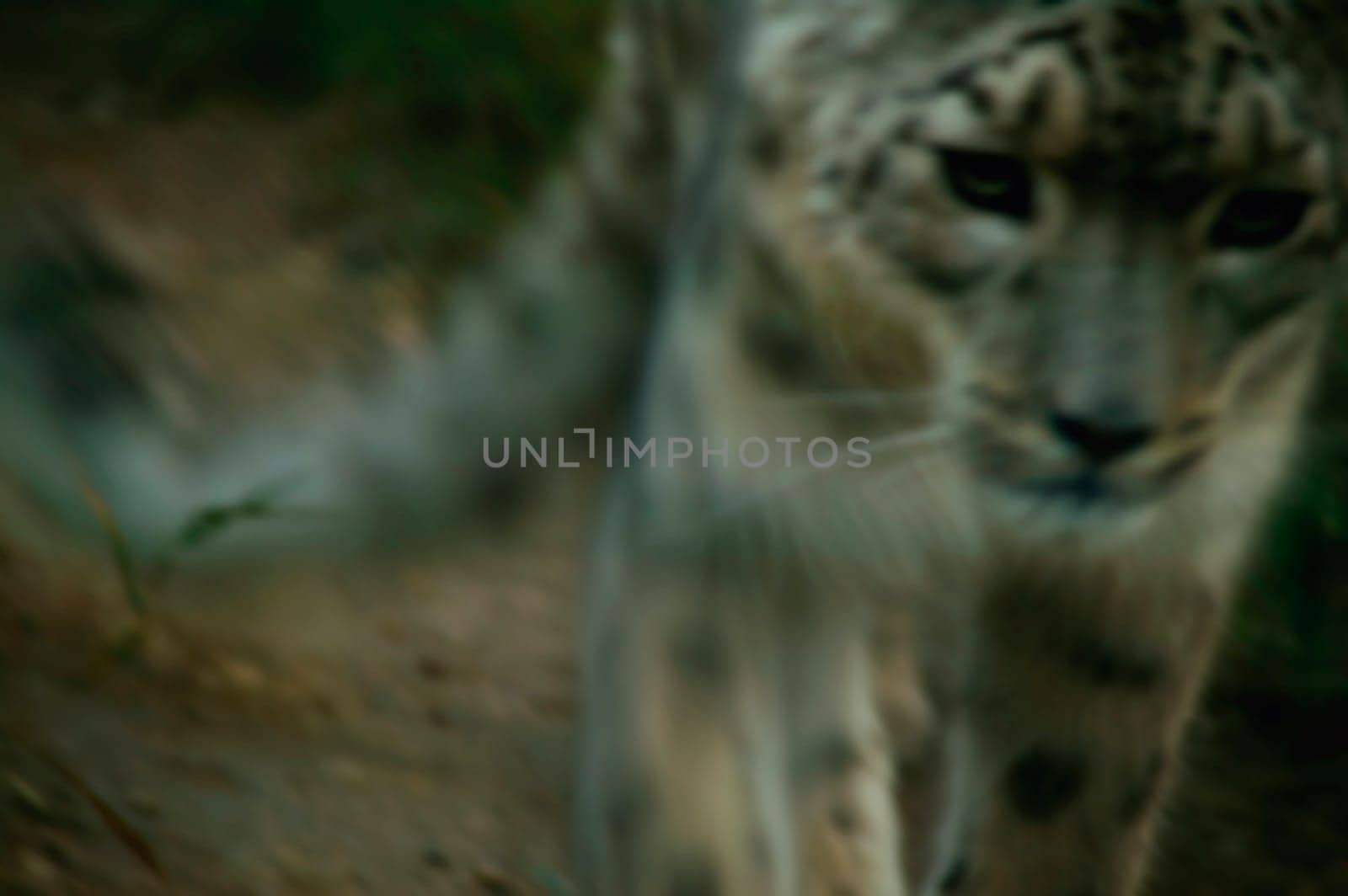 A snow leopard