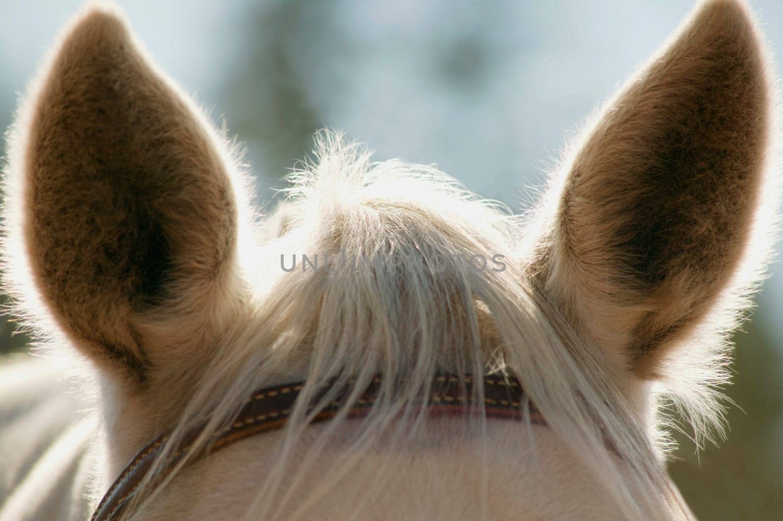 Horse's ears