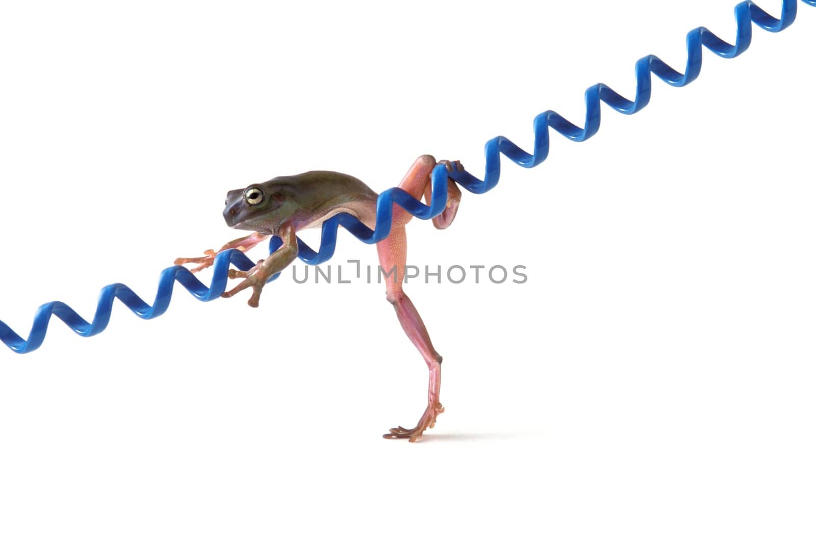 Frog hanging on blue cord