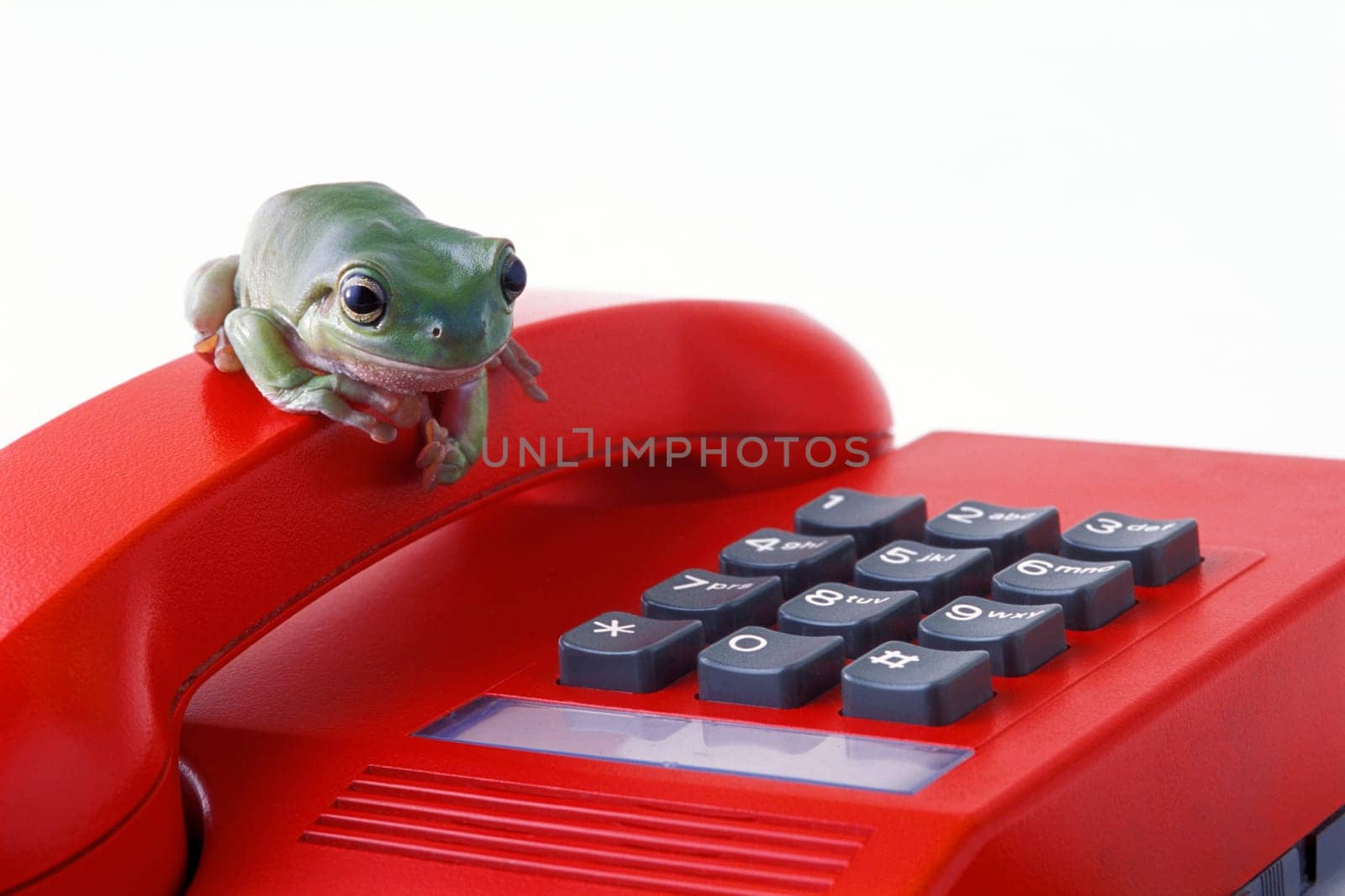 Frog on the phone