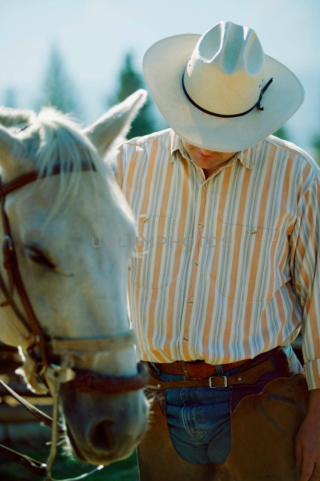 Cowboy with his horse