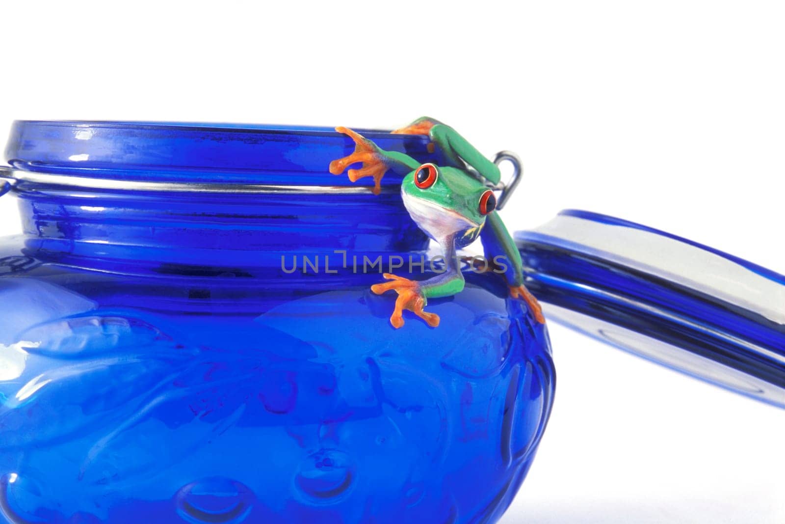 Frog hanging on a jar
