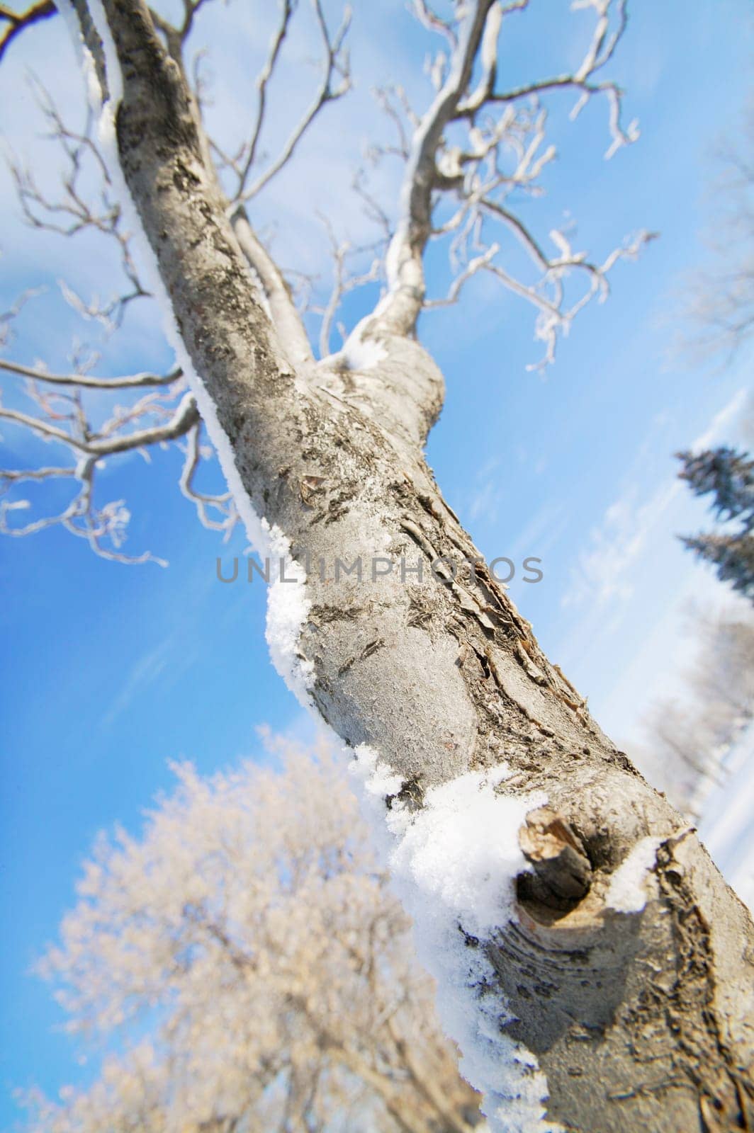 A tree