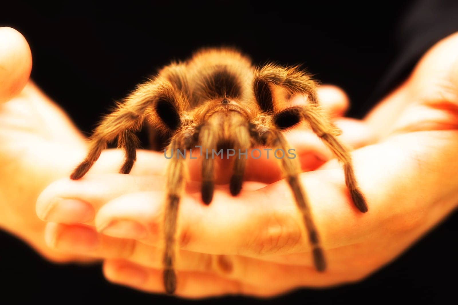 Holding a large Tarantula spider