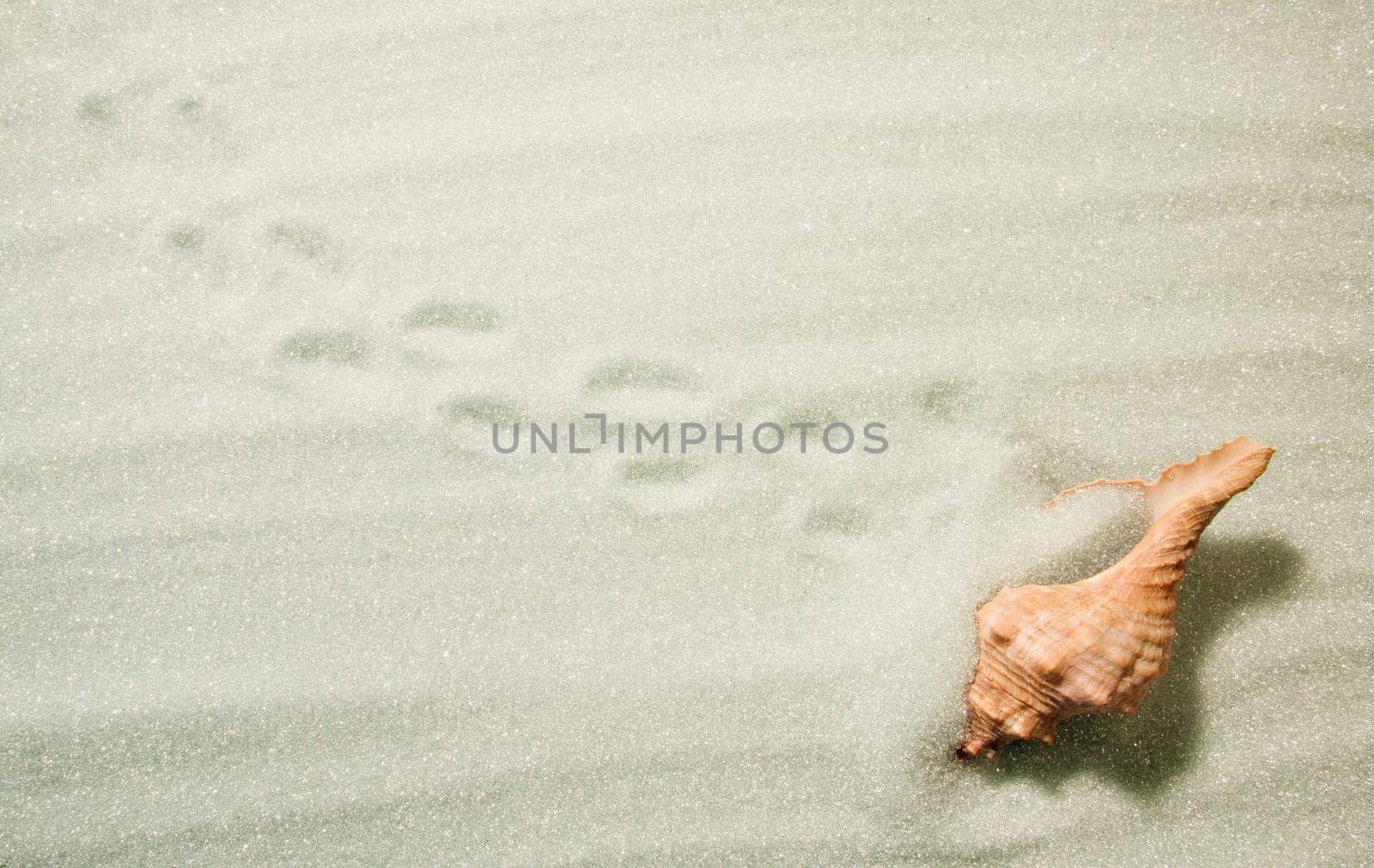 A sea shell in sand