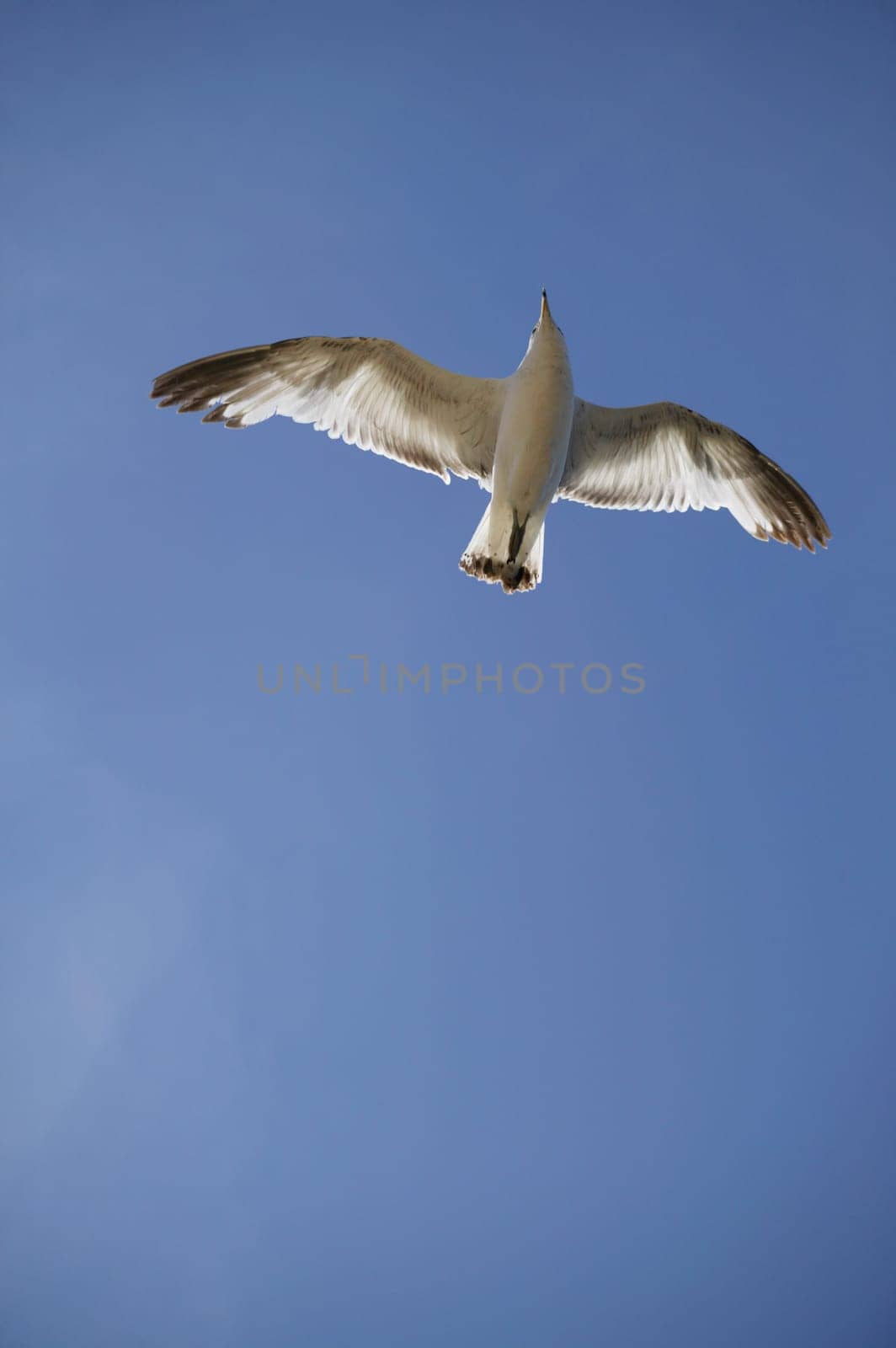 Seagull flying in the sky