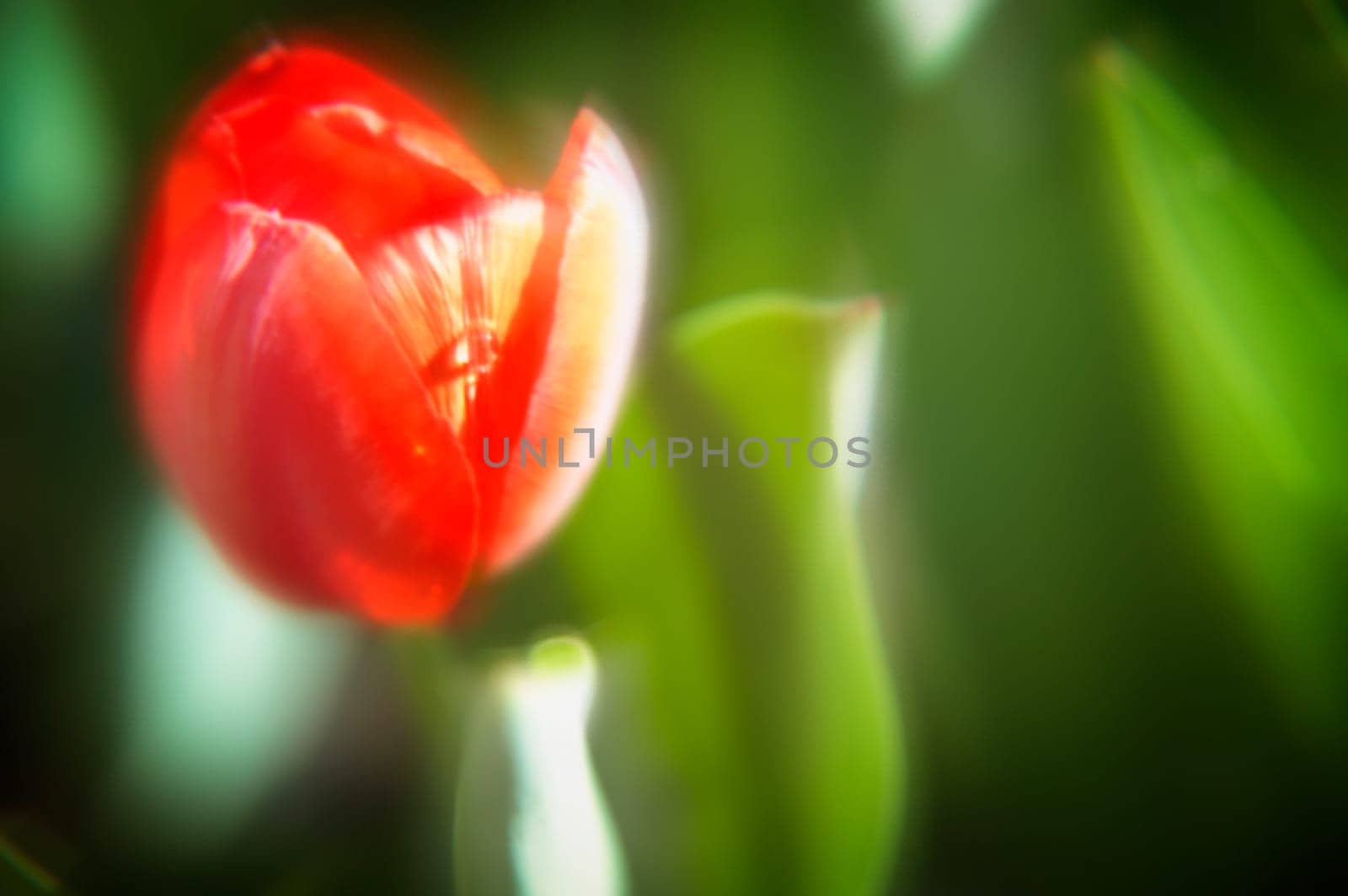 A red flower