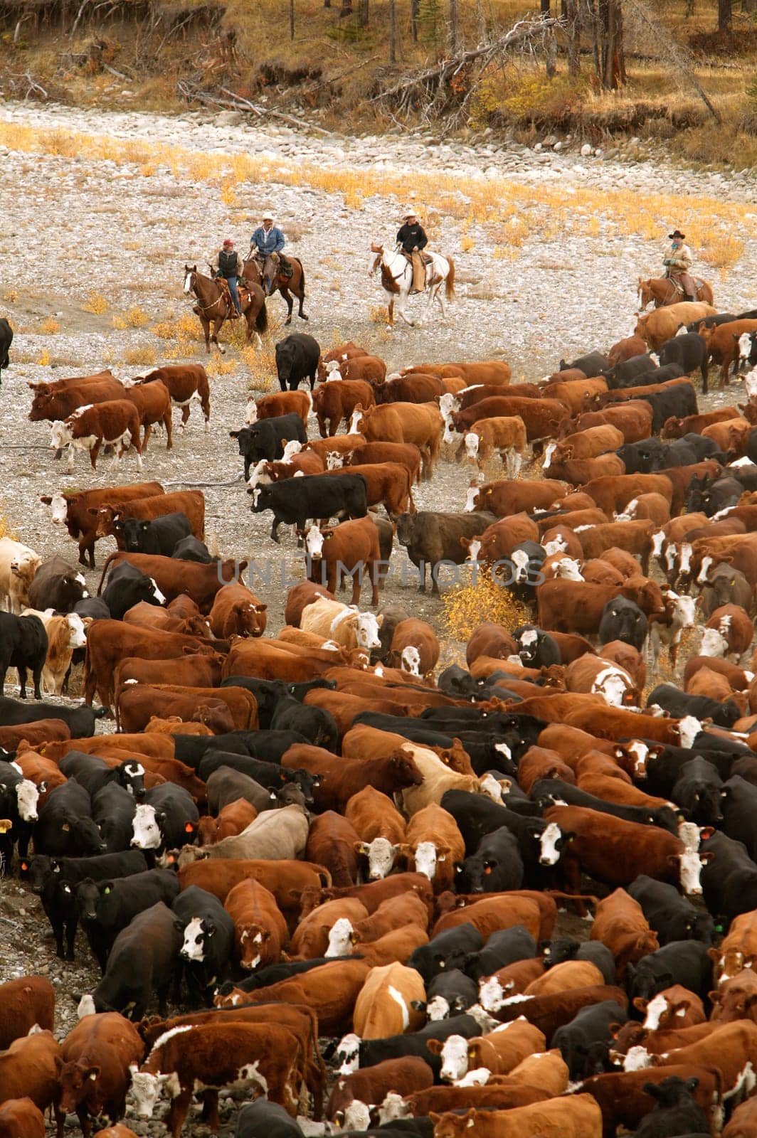 Cowboys on cattle roundup Southern Alberta Canada