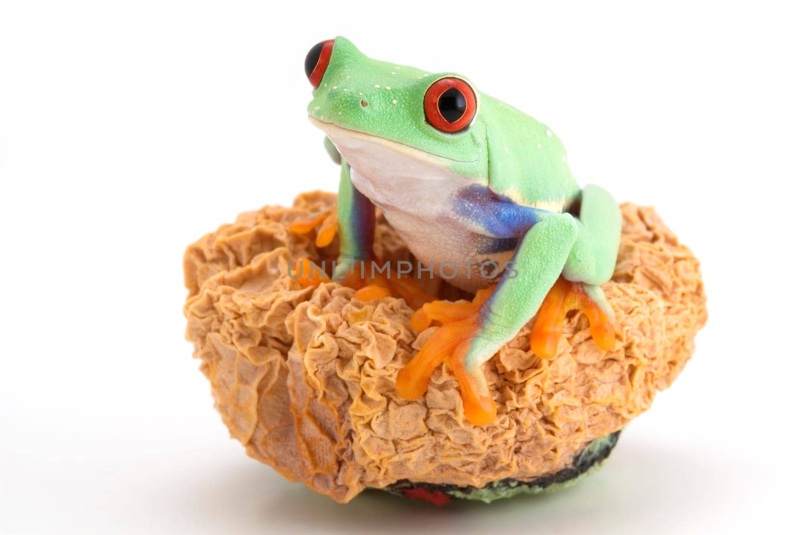 Red-eyed tree frog
