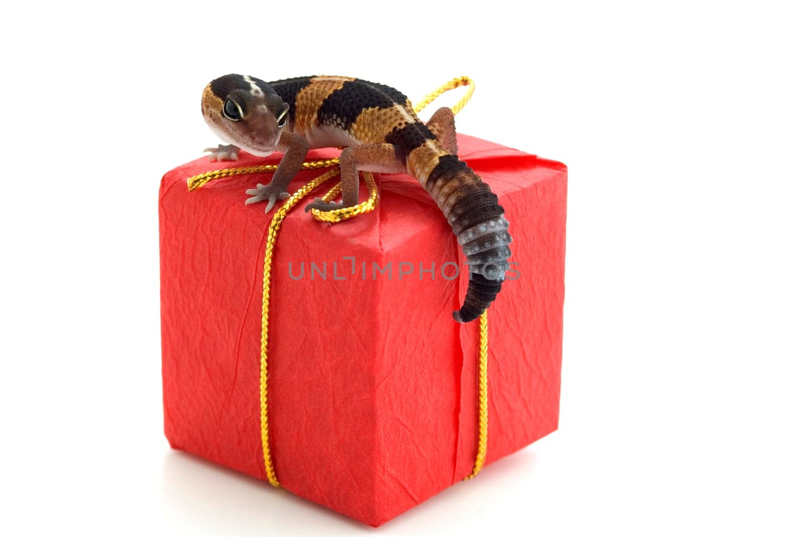 Lizard on parcel