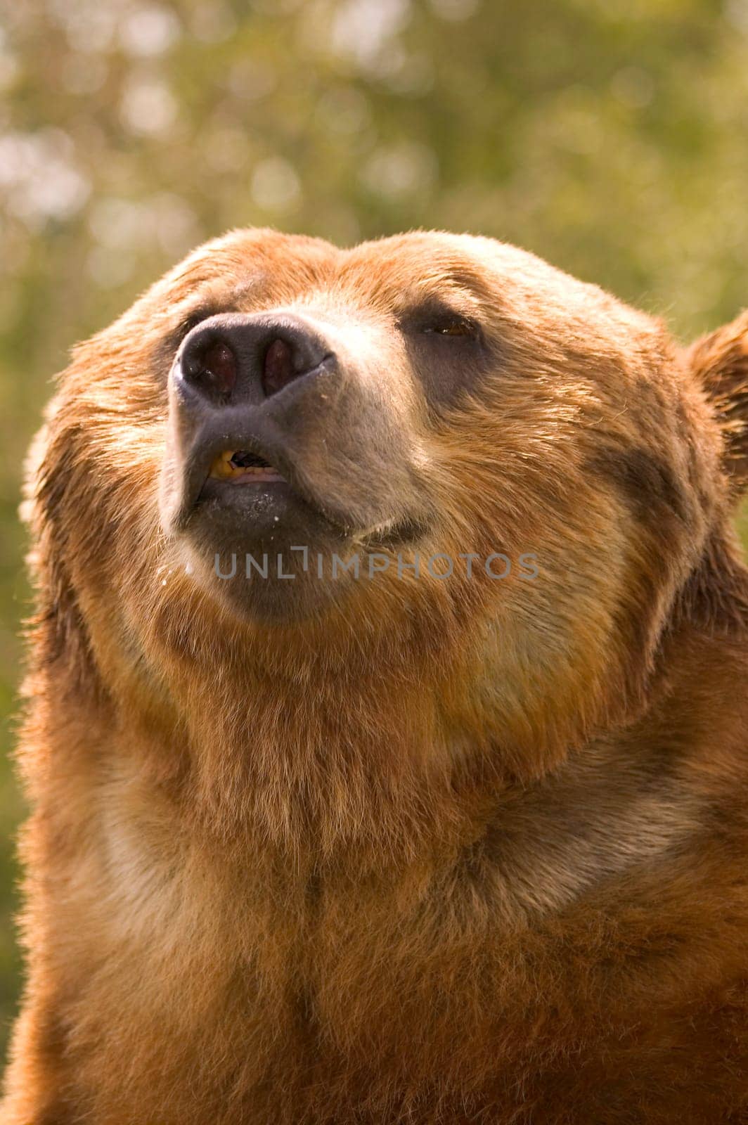 Portrait of Bear