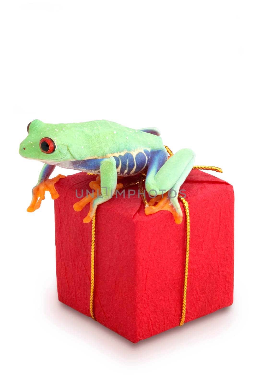 Frog sitting on red package