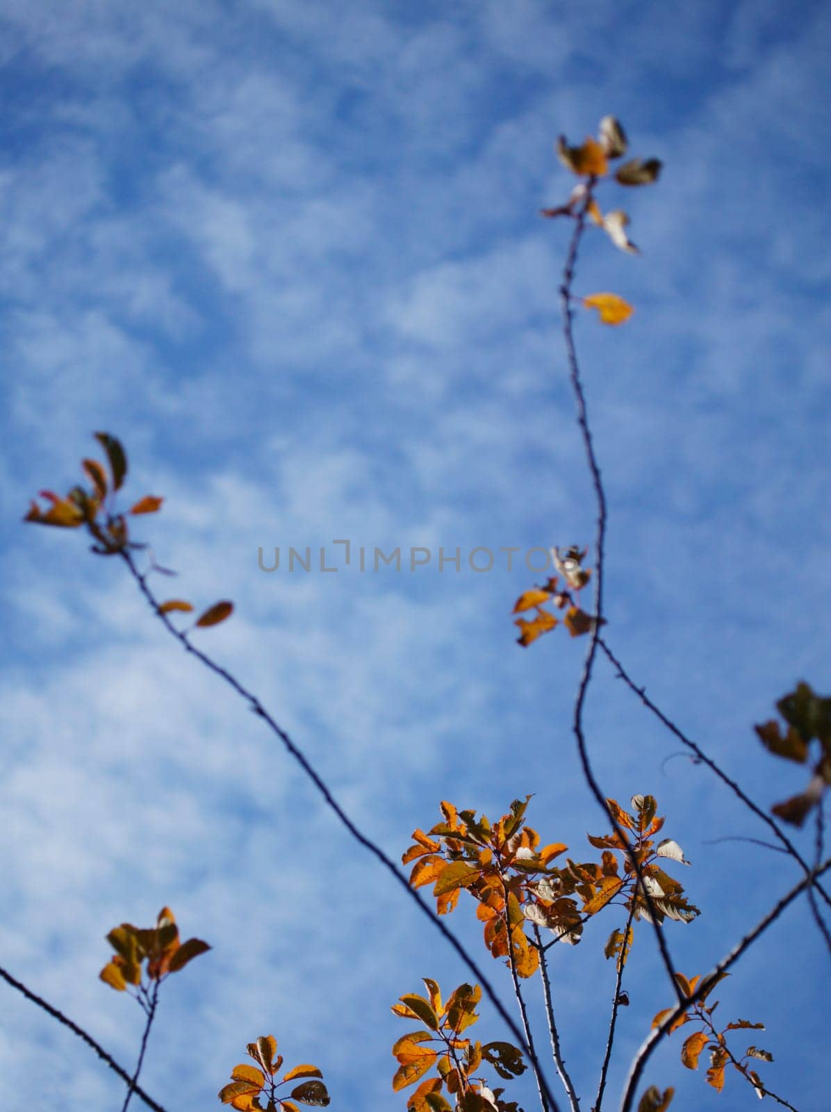 Last few autumn leaves against sky