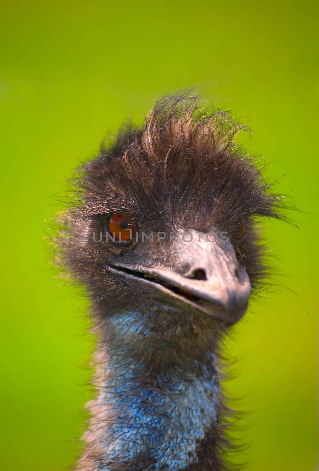 Ostrich