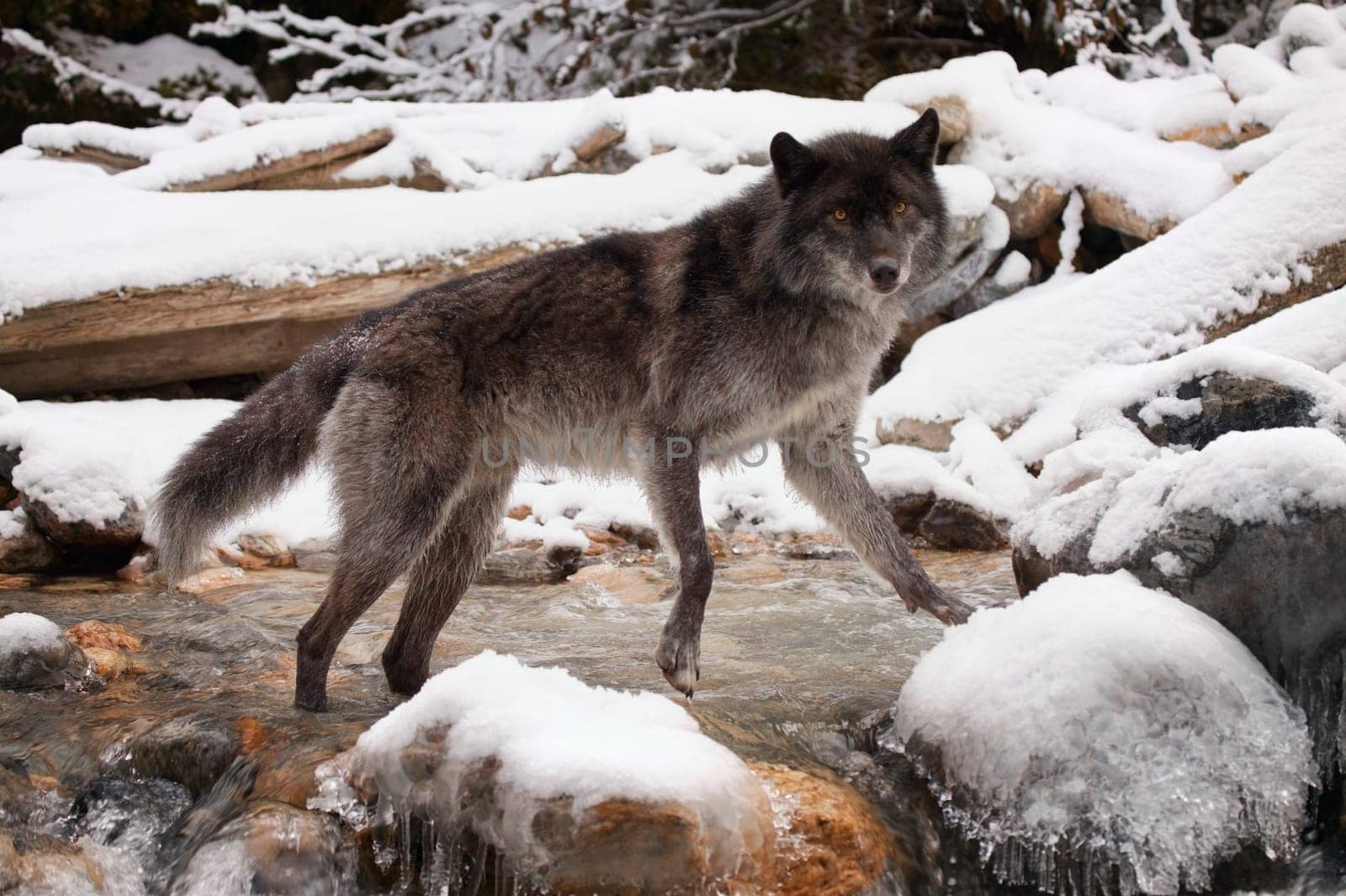 Wolf