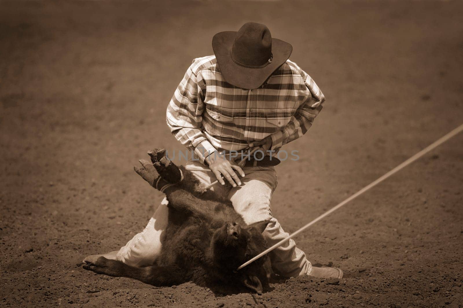 Cowboy roping calf