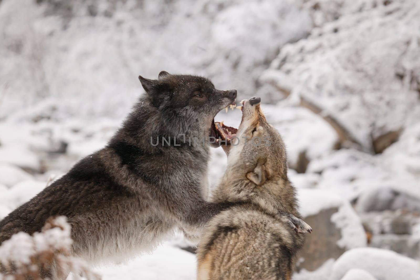 Wolves