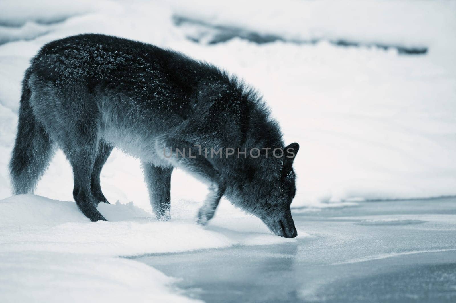 Wolf drinking from river