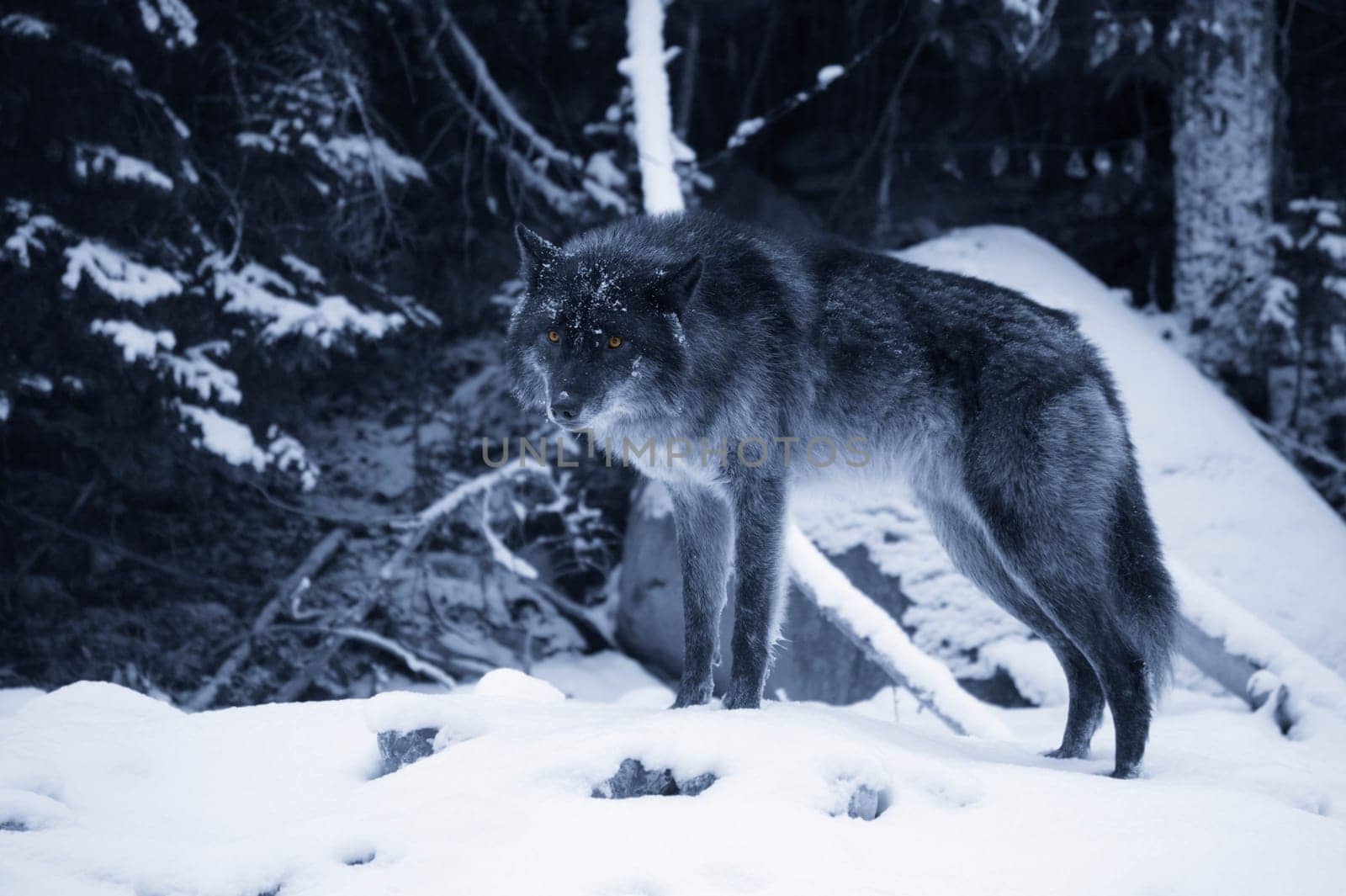 Lone wolf in snow