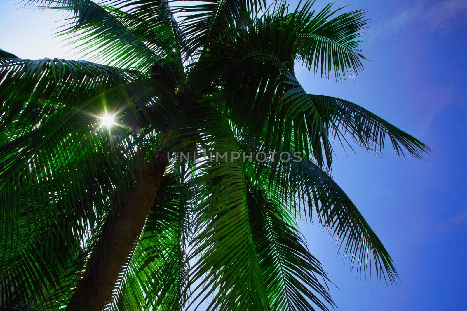 Palm tree