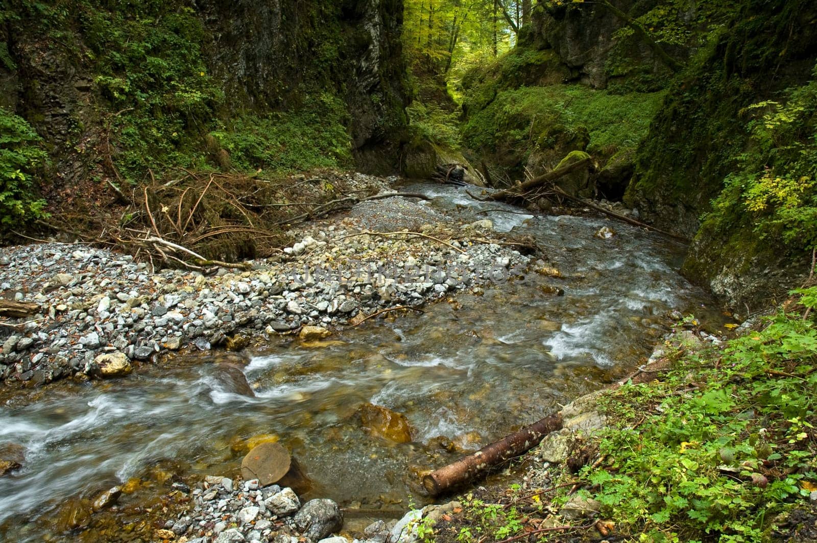 Mountain stream in the mountain forest