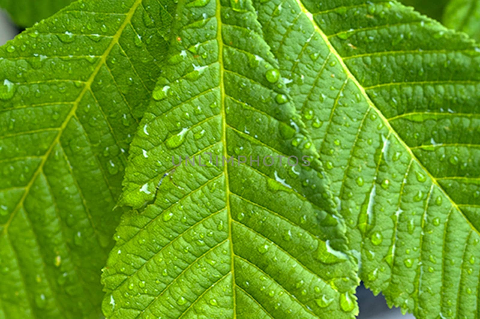 Leaves of a horse chestnut (chestnut)