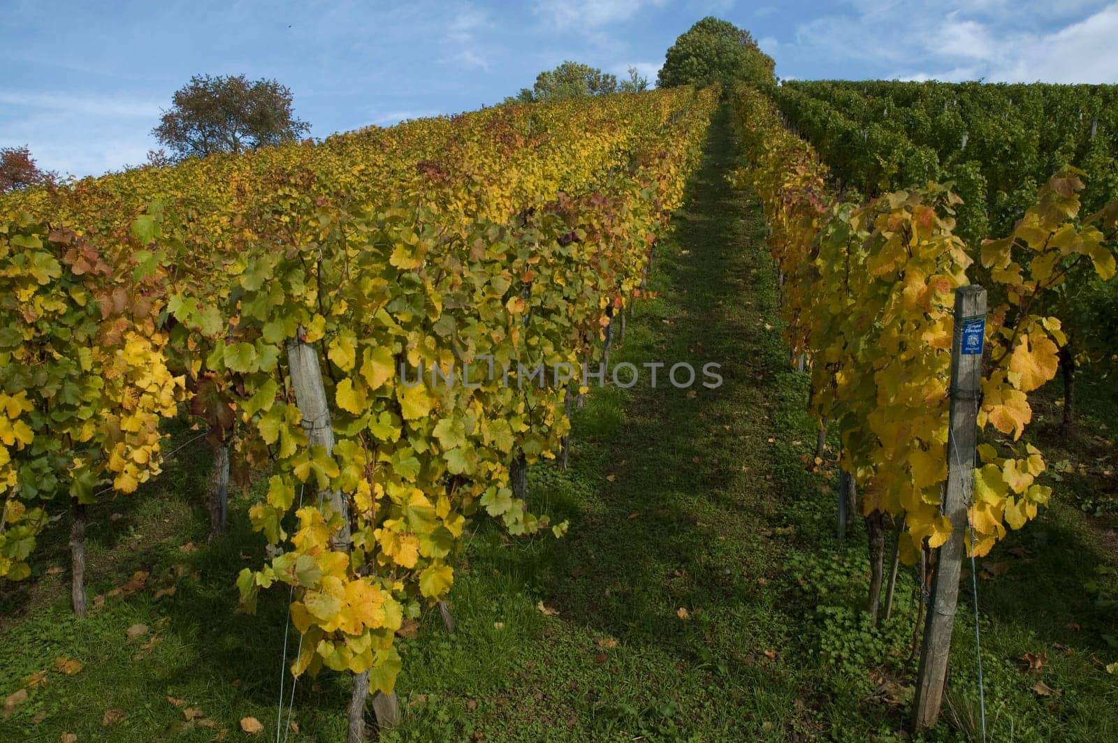 Vineyard with yellow foliage in autumn