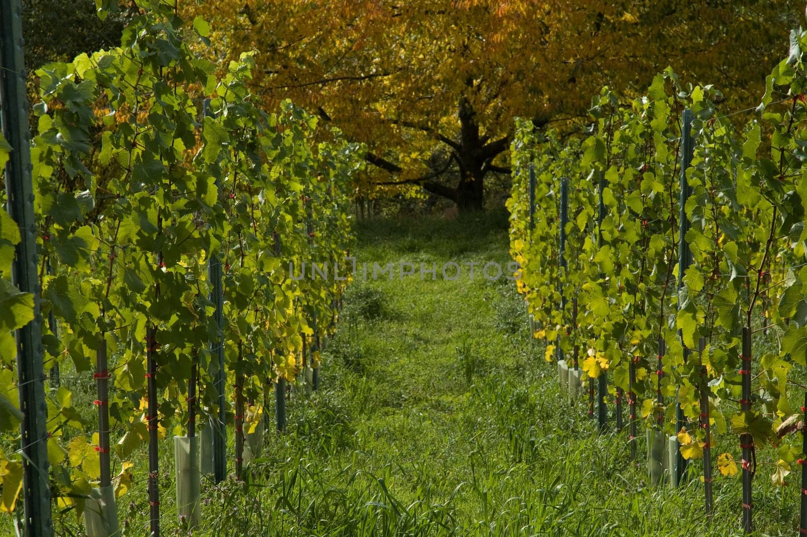 Vineyard and maple tree in autumn