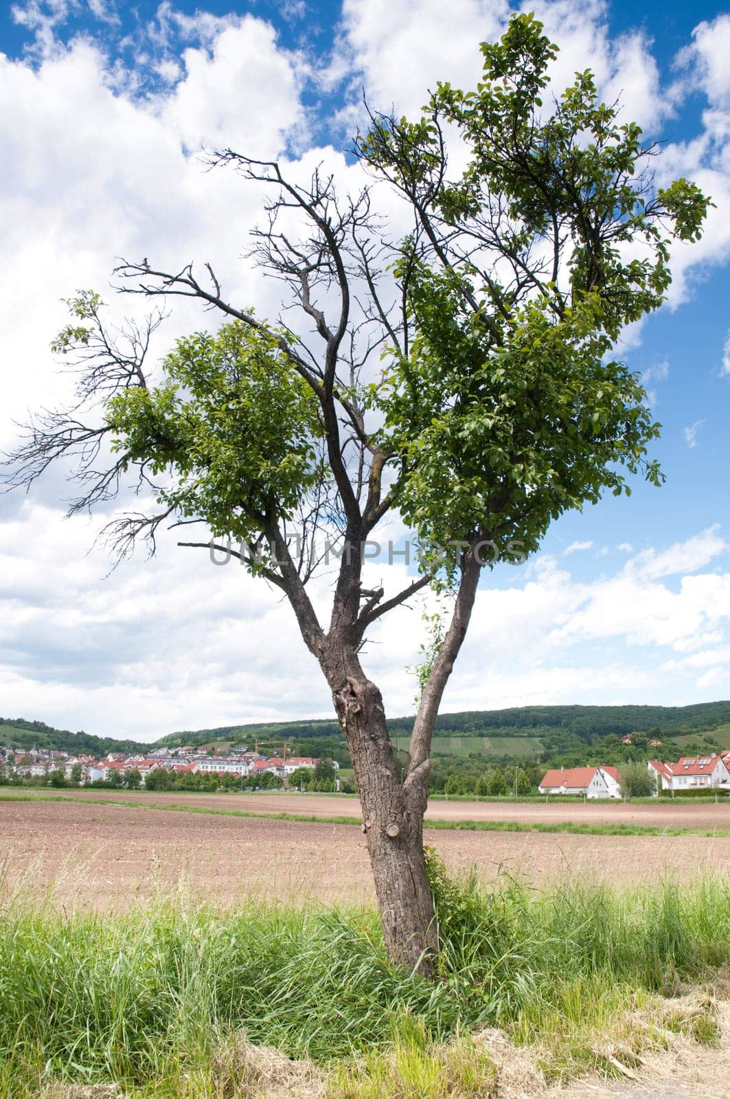 single tree and field