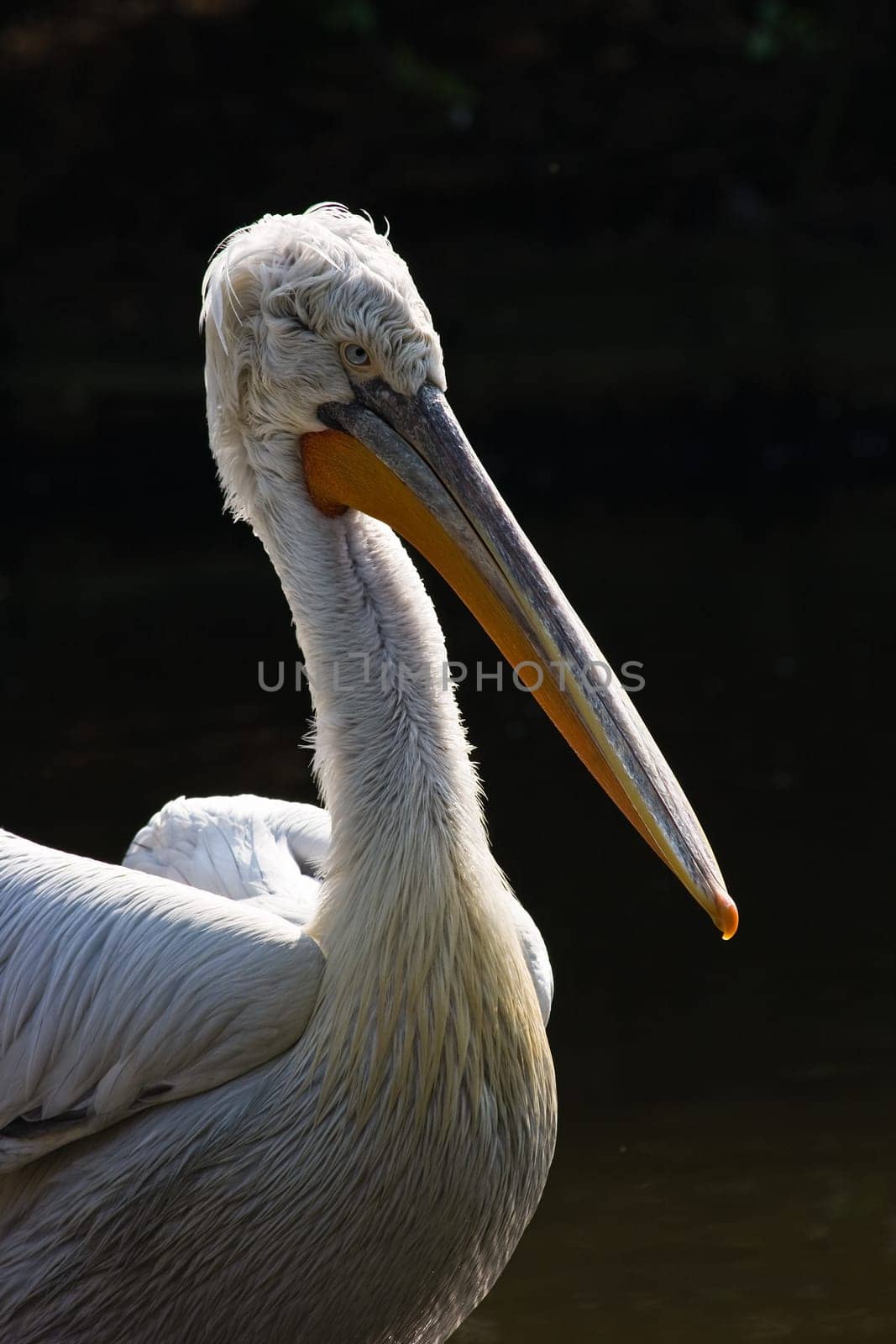 Pelican in sunlight