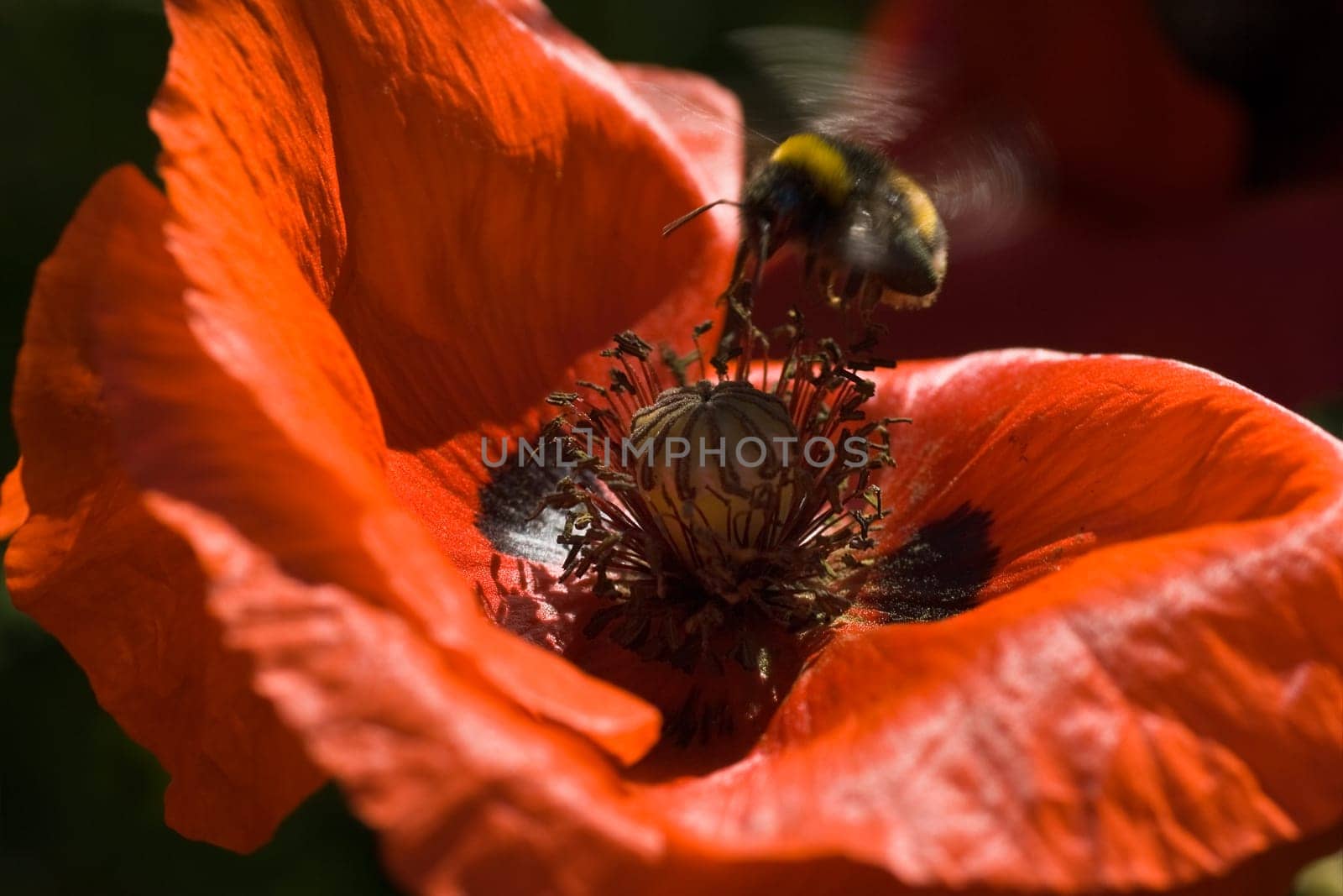Bumble bee flying above red poppy in summer