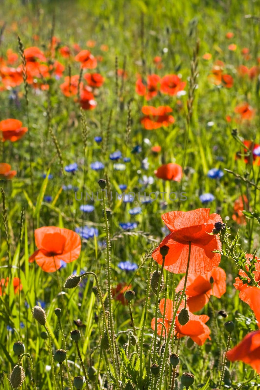 Field in summer with red corn poppy flowers