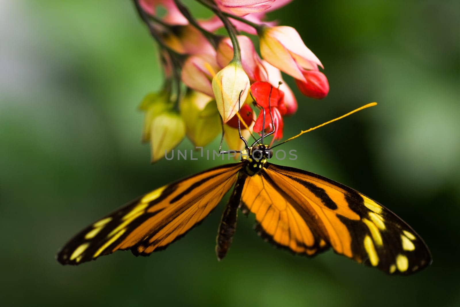 Tiger heliconian tropical butterfly