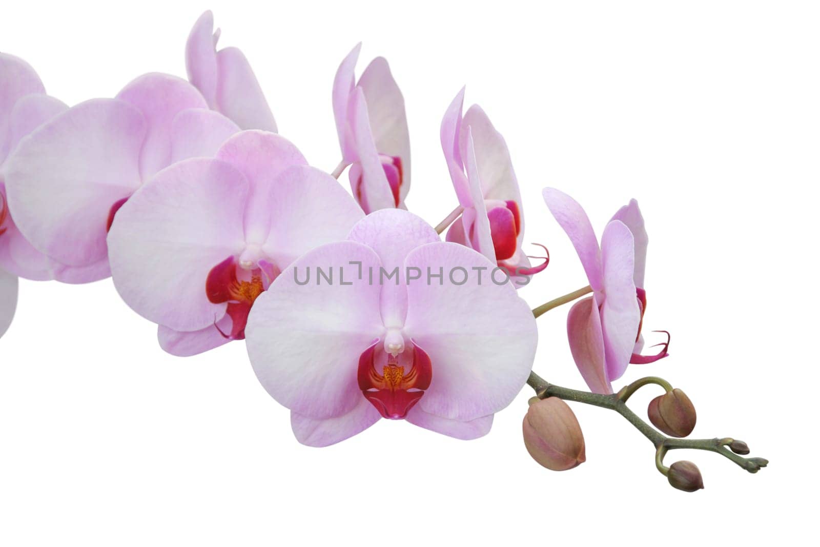 Orchid