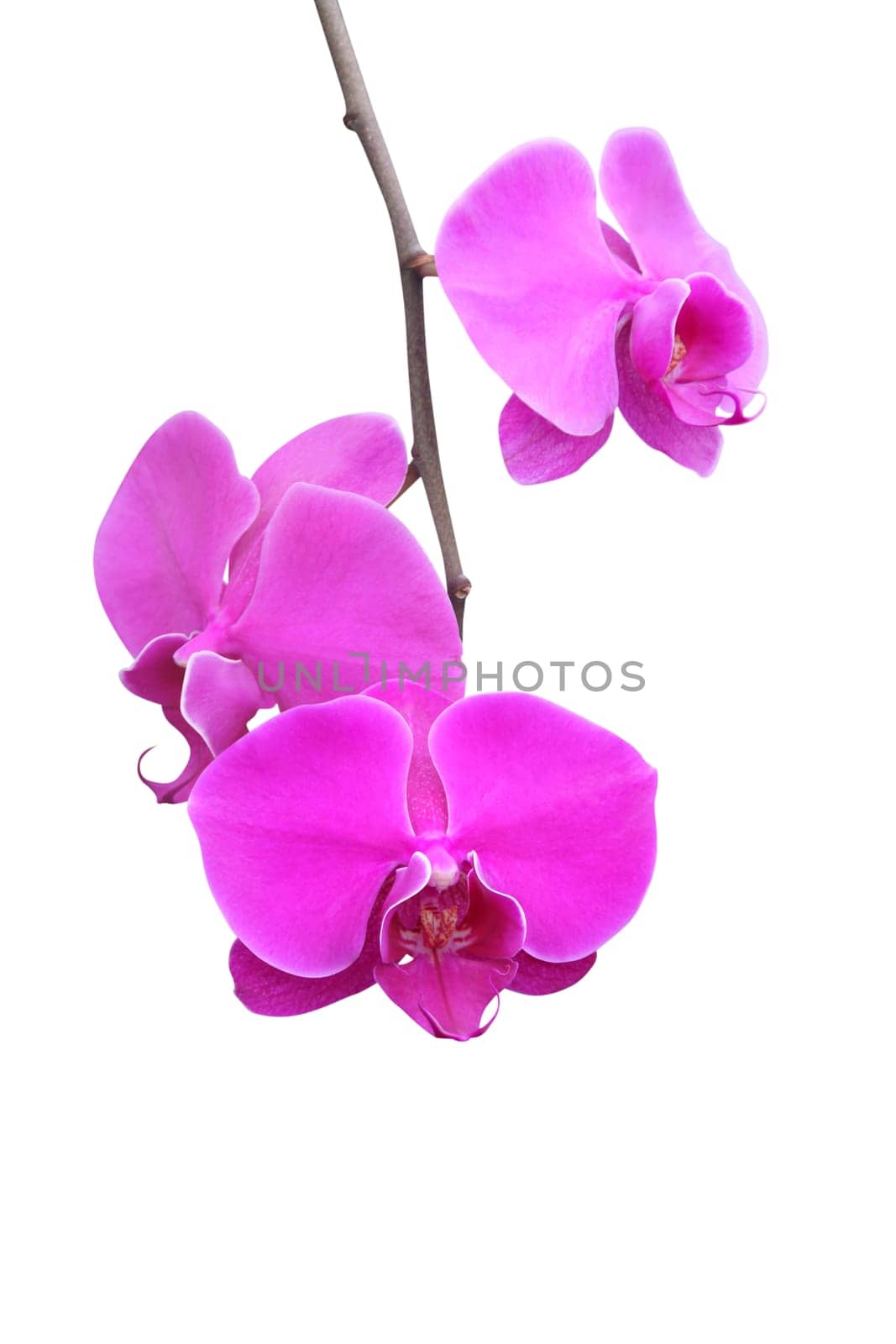 Orchid