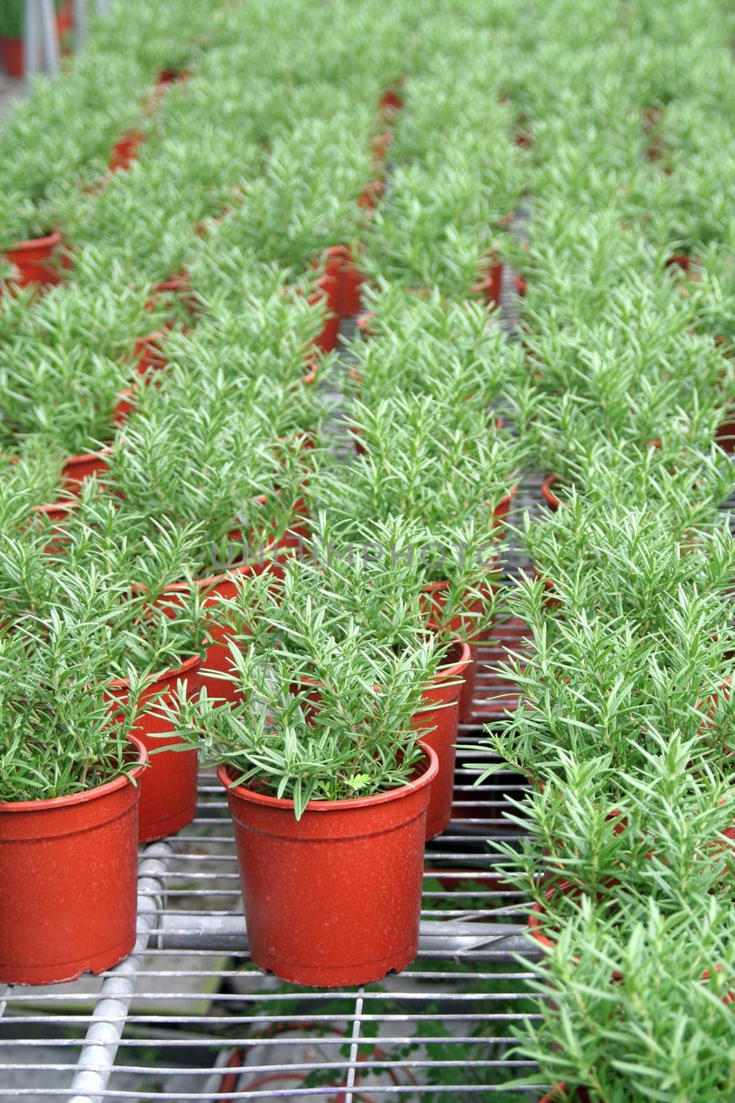Nursery