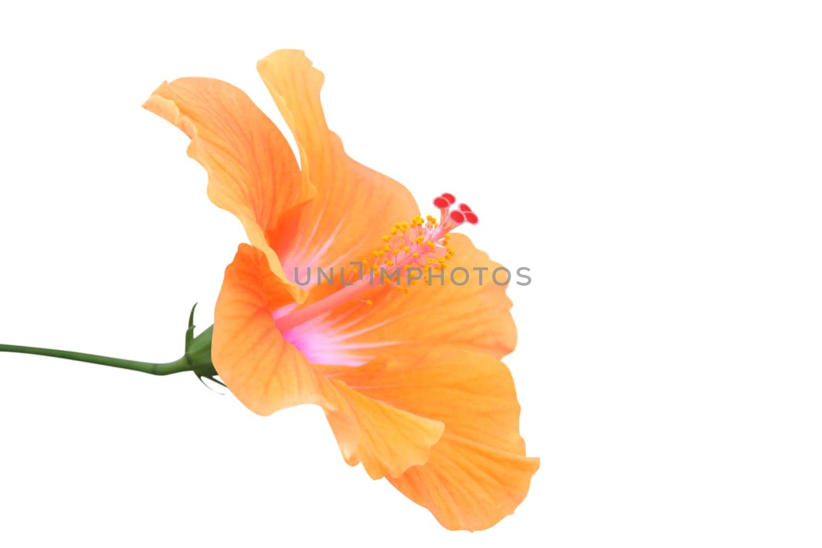 Hibiscus flower