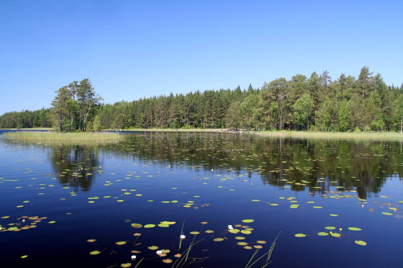 Summer lake in Finland