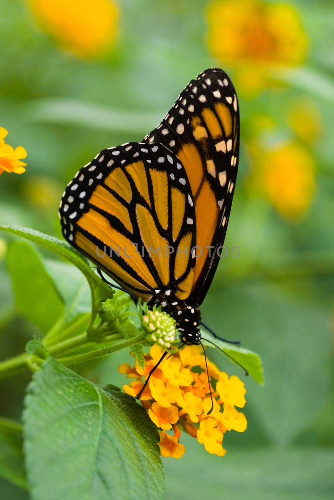 Monarch butterfly