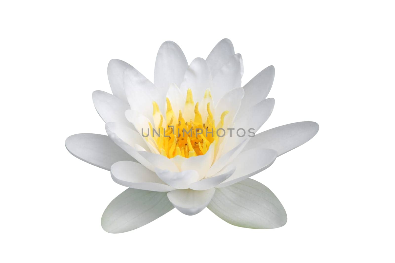 White water lily
