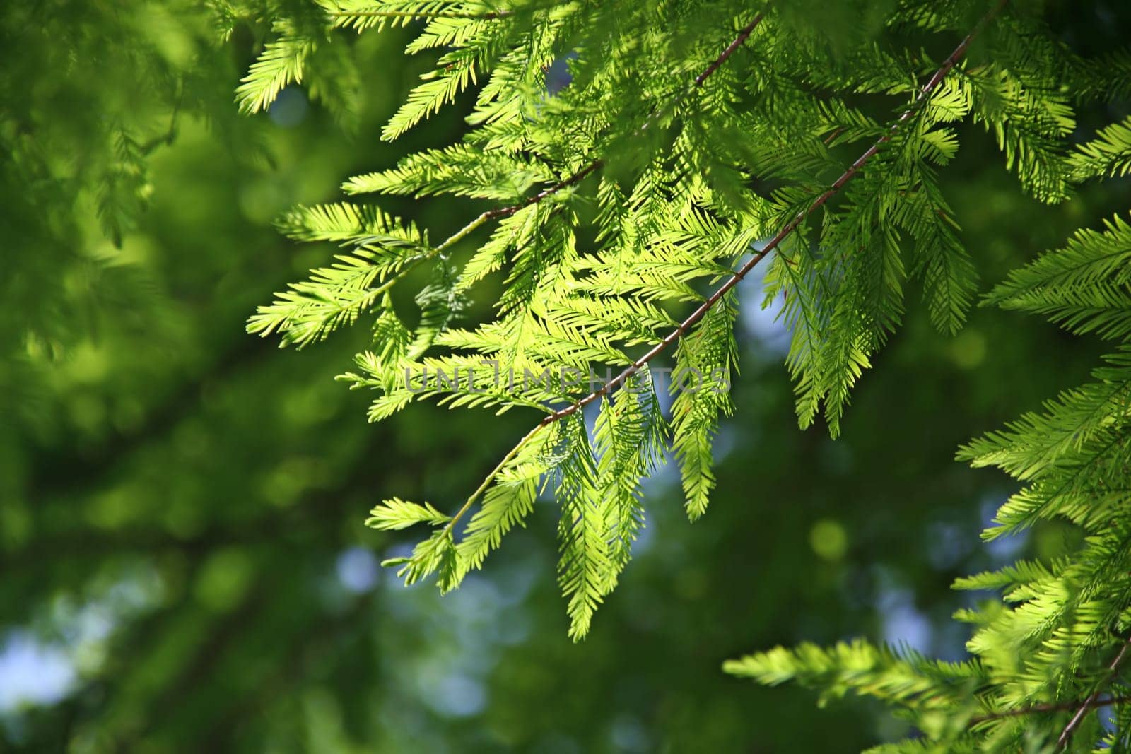 Green pine leaves background