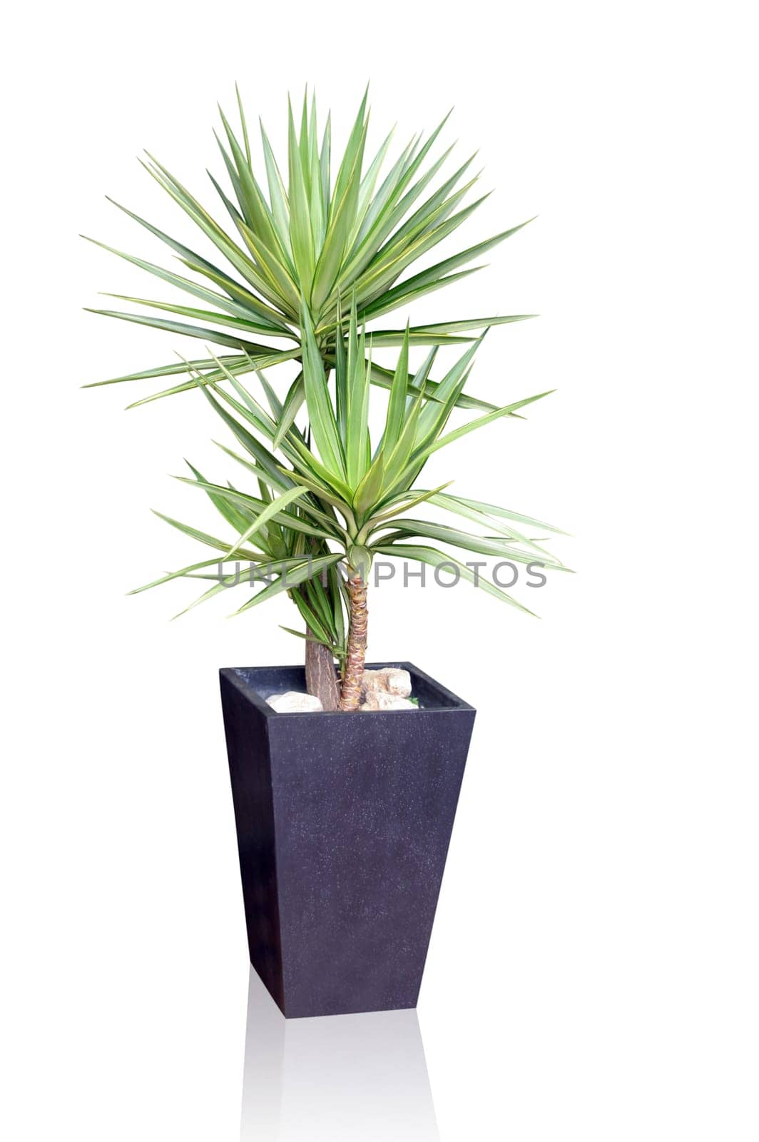 Tropical house plant - yucca