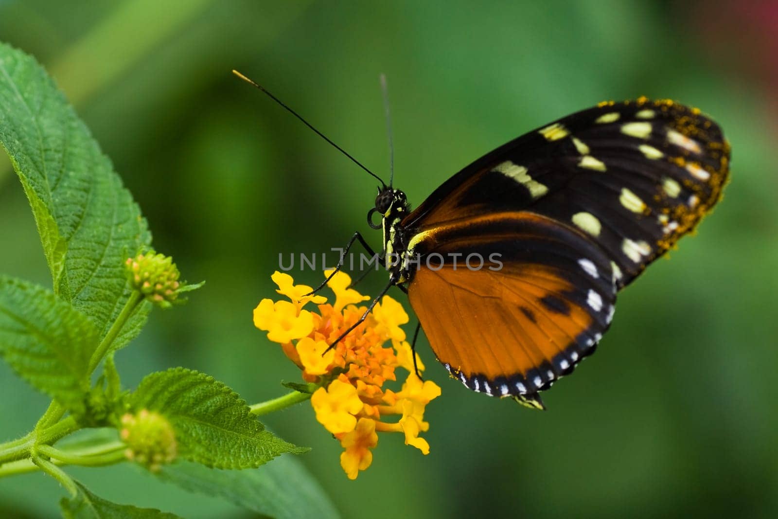 Heliconius tropical butterfly on Lantana
